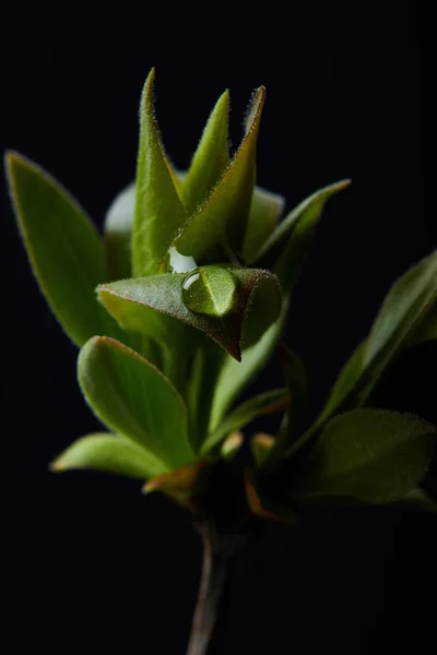 Closeup shot of branch of plant with water drop isolated on black background — Stock Photo