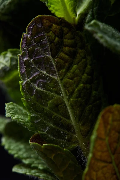 Closeup shot of mint leaves isolated on black background — Stock Photo