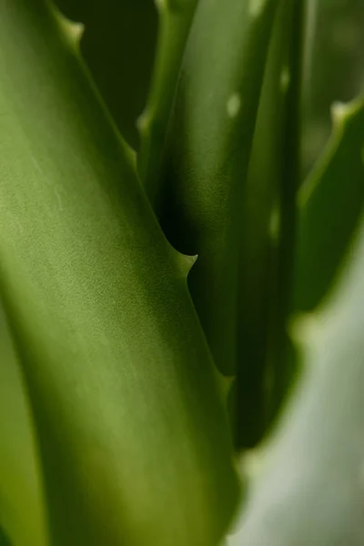 Imagen de marco completo de aloe vera hojas fondo - foto de stock