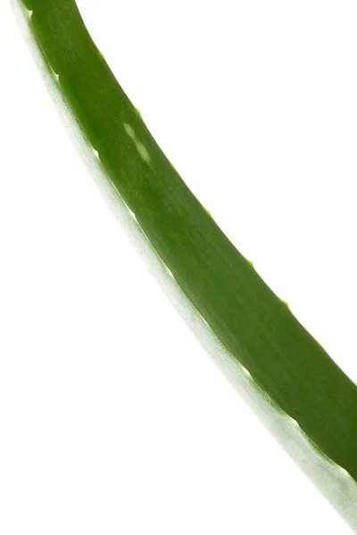 Nahaufnahme von Aloe Vera Blatt isoliert auf weißem Hintergrund — Stockfoto