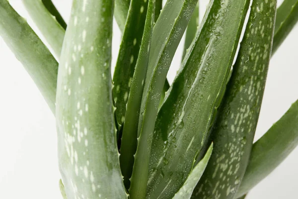 Nahaufnahme der Aloe Vera Blätter mit Wassertropfen isoliert auf weißem Hintergrund — Stockfoto