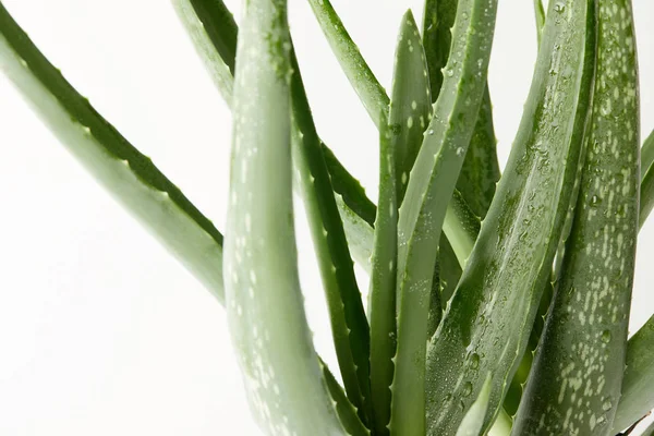 Gros plan de feuilles d'aloe vera avec des gouttes d'eau isolées sur fond blanc — Photo de stock