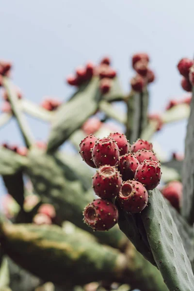 Selective focus of prickly pear cactus in italy — Stock Photo