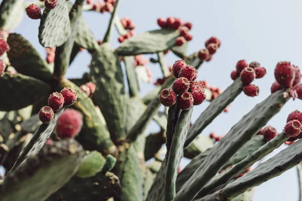 Enfoque selectivo de cactus de pera espinosa contra astuto azul - foto de stock