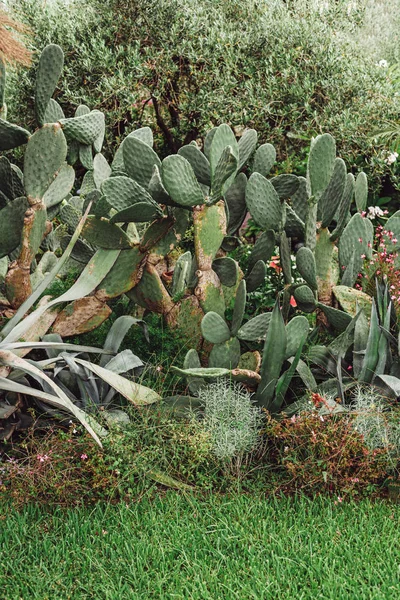 Green bushes near cactus with spikes outside — Stock Photo