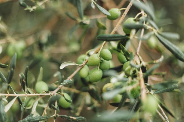 Orientation sélective des olives vertes poussant sur les arbres — Photo de stock