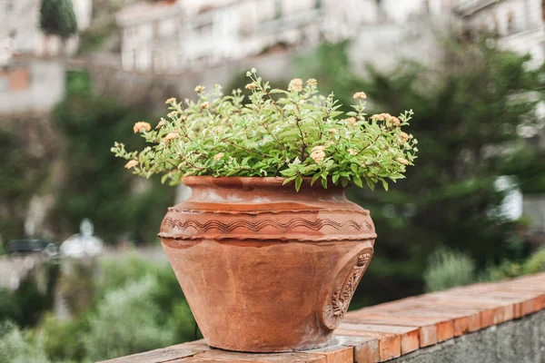 Fuoco selettivo di pianta verde con fiori in vaso da fiori — Foto stock