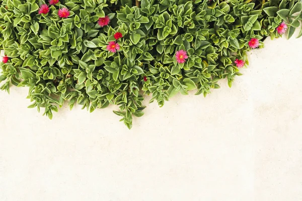 Rosa blühende Blüten in der Nähe grüner Blätter draußen — Stockfoto