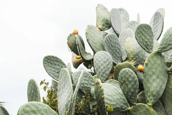Cactus de pera espinosa verde con picos en italia - foto de stock