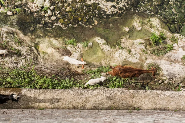 Vista dall'alto di agnellini che camminano vicino alle piante all'esterno — Foto stock