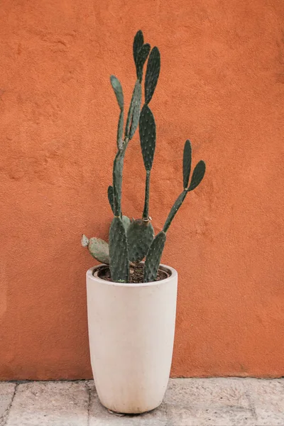 Grüner Kaktus im weißen Blumentopf nahe der Mauer — Stockfoto
