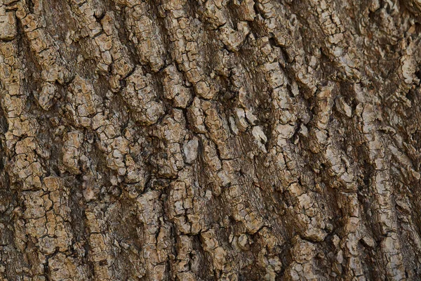 Textured background of dark bark of tree with copy space — Stock Photo