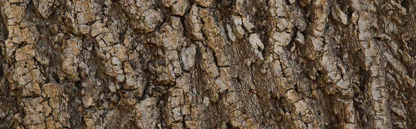 Panoramic shot of dark bark of tree with copy space — Stock Photo