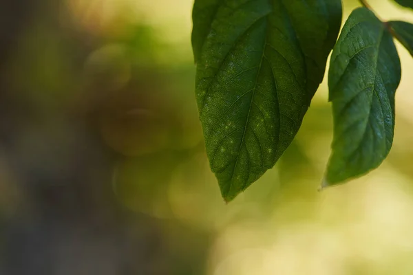 Close up view of green and bright leaves outside — Stock Photo