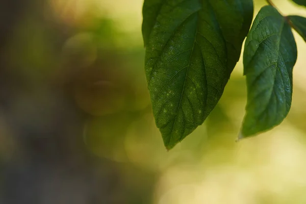 Vista de perto de folhas verdes e brilhantes fora — Fotografia de Stock