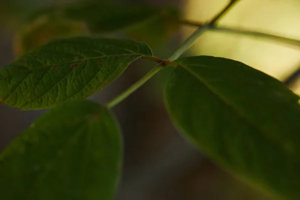 Закрыть вид на зеленые и яркие листья снаружи — стоковое фото