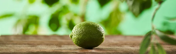Panoramic shot of fresh and whole lime on wooden surface — Stock Photo