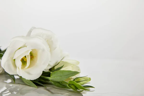 Rosas blancas en flor aisladas en blanco con espacio de copia - foto de stock