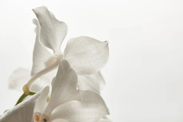 Vista de perto da flor de orquídea isolada no branco — Fotografia de Stock