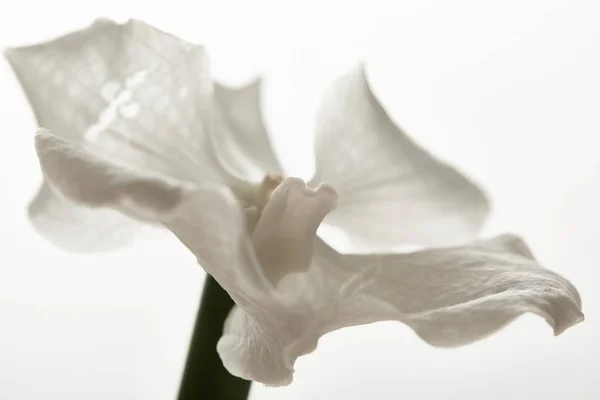 Vista de cerca de la flor de la orquídea aislada en blanco - foto de stock