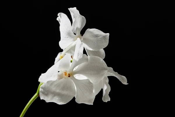 Flores de orquídea blanca aisladas en negro — Stock Photo