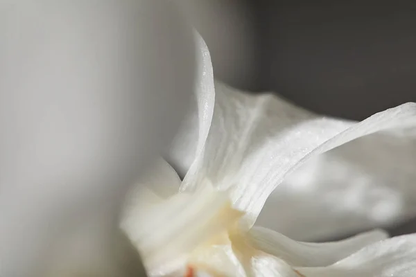 Close up view of white orchid flower — Stock Photo
