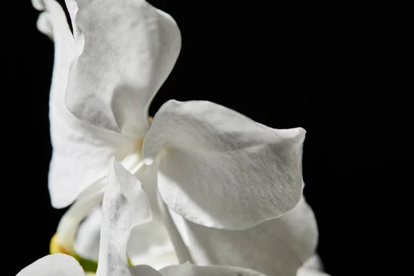 Nahaufnahme der weißen Orchideenblume isoliert auf schwarz — Stockfoto