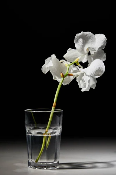 Біла квітка орхідеї в склі на чорному фоні — стокове фото