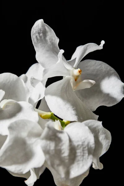 Vista de cerca de las flores blancas de la orquídea aisladas en negro - foto de stock