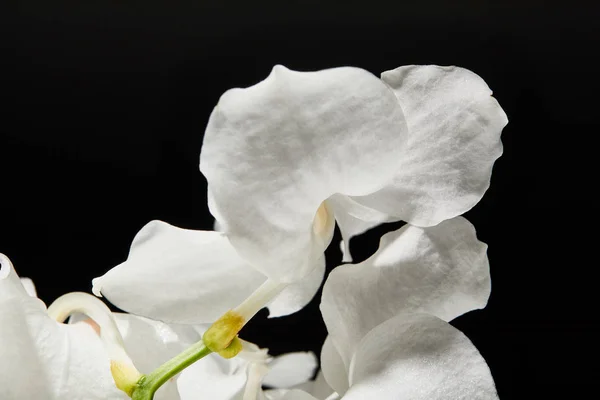 Vista de perto da flor branca da orquídea isolada no preto — Fotografia de Stock