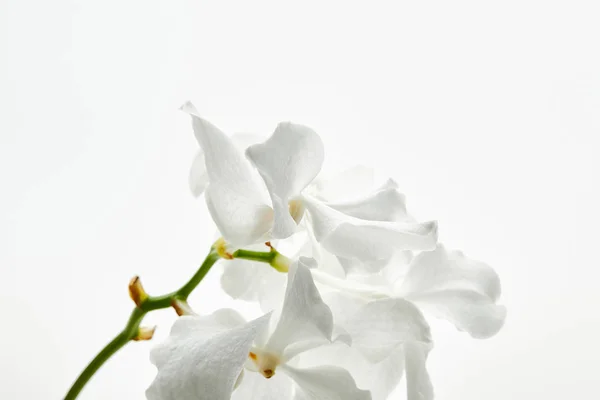 Schöne Orchideenblüten auf Zweig isoliert auf weiß — Stockfoto