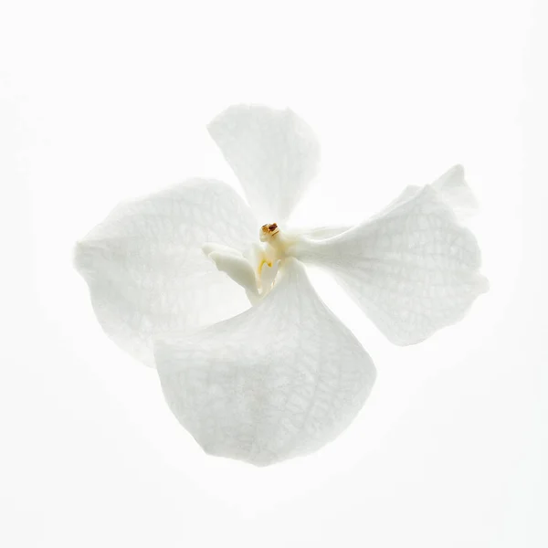 Bela flor de orquídea isolada em branco — Fotografia de Stock