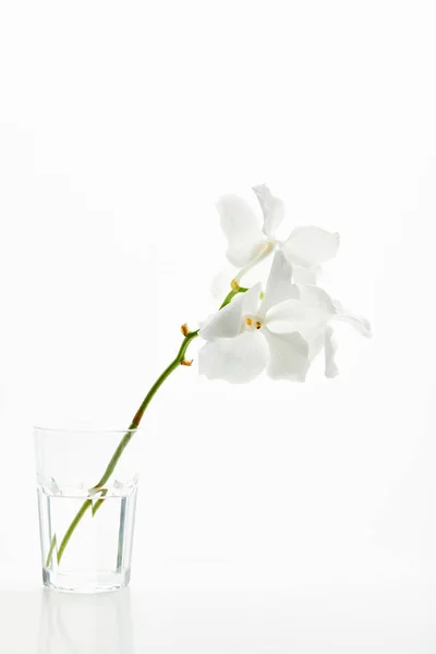 Beautiful orchid flowers on branch in glass isolated on white — Stock Photo