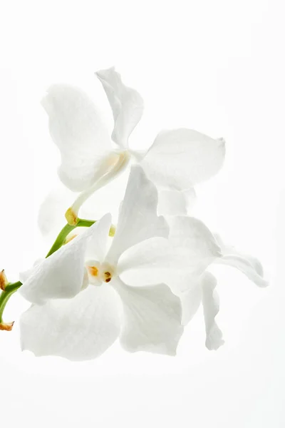Belles fleurs d'orchidée sur la branche isolée sur blanc — Photo de stock