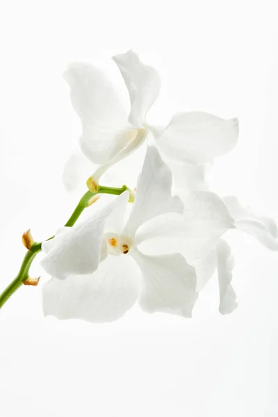 Beautiful orchid flowers on branch isolated on white — Stock Photo