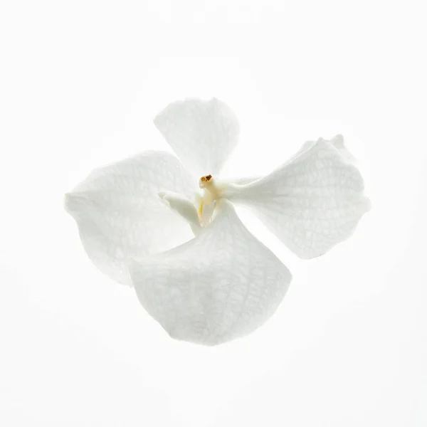 Bela flor de orquídea isolada em branco — Fotografia de Stock