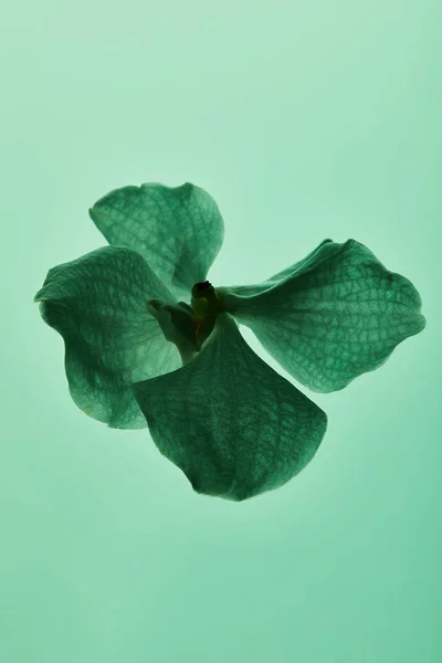 Барвиста зелена квітка орхідеї ізольована на зеленому — стокове фото