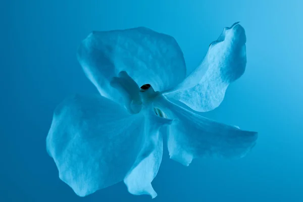 Colorful blue orchid flower isolated on blue — Stock Photo