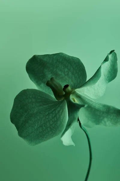 Fleur d'orchidée verte colorée isolée sur vert — Photo de stock