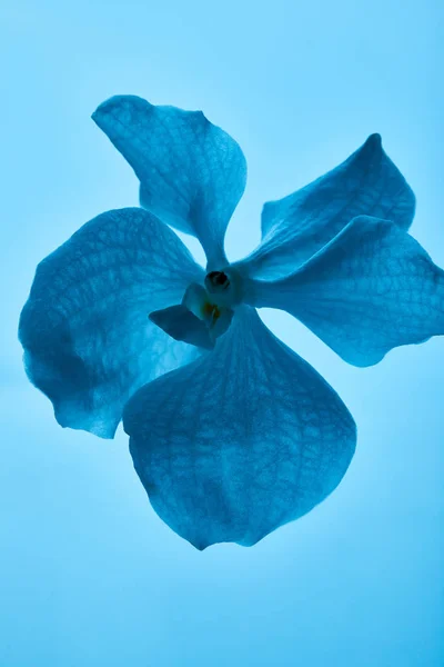 Fleur d'orchidée bleue colorée isolée sur bleu — Photo de stock