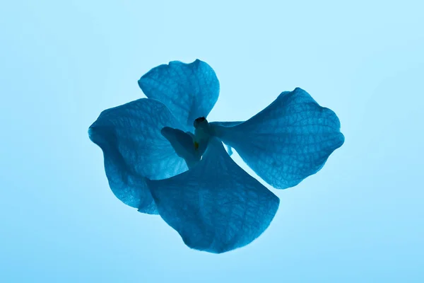 Красочный голубой цветок орхидеи, выделенный на голубом — стоковое фото