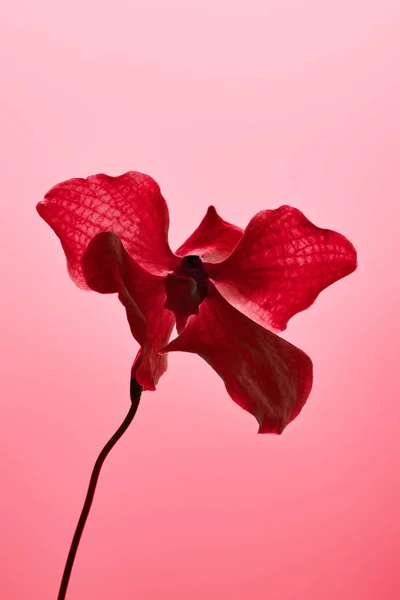 Flor de orquídea vermelha colorida isolada no vermelho — Fotografia de Stock