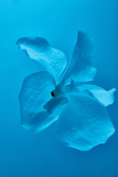 Fleur d'orchidée bleue colorée isolée sur bleu — Photo de stock