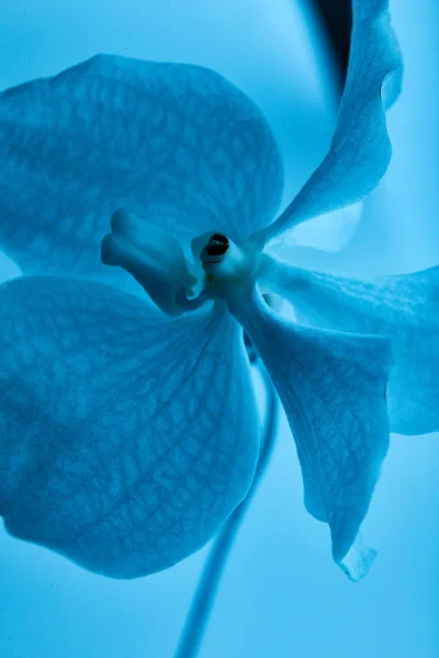 Vista de cerca de la flor azul colorida de la orquídea aislada en azul - foto de stock