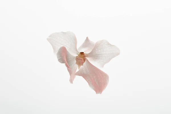 Natural beautiful orchid flower isolated on white — Stock Photo
