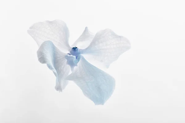 Close up view of blue natural beautiful orchid flower isolated on white — Stock Photo