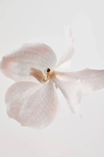 Vista de cerca de la flor hermosa natural de la orquídea aislada en blanco - foto de stock