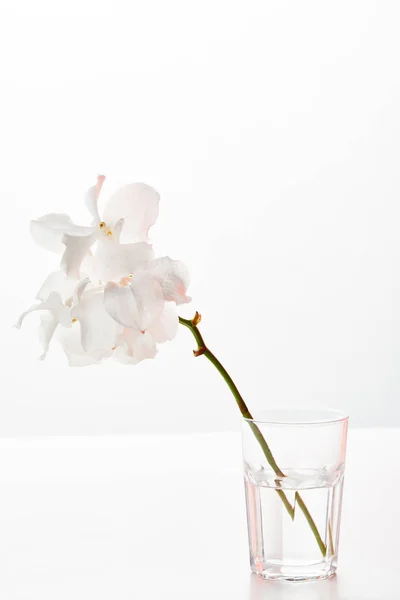Natürliche schöne Orchideenblüten auf Zweig in Glas isoliert auf weiß — Stockfoto