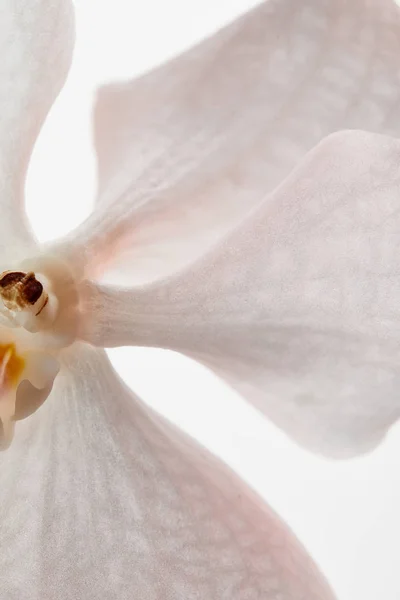 Vue rapprochée de belle fleur naturelle d'orchidée isolée sur blanc — Photo de stock