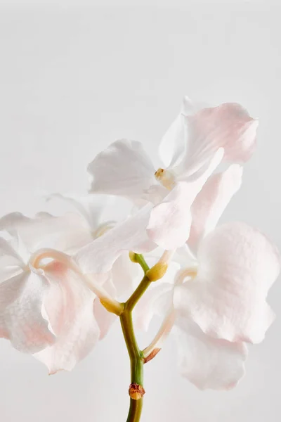 Natürliche schöne Orchideenblüten auf Zweig isoliert auf weiß — Stockfoto